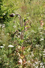 Dipsacus laciniatus