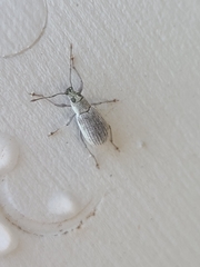 Cyrtepistomus castaneus