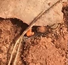 Dasymutilla bioculata