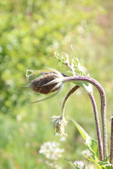 Dipsacus laciniatus