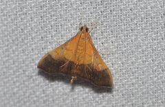 Pyrausta bicoloralis
