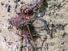 Procambarus