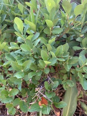 Vaccinium cespitosum