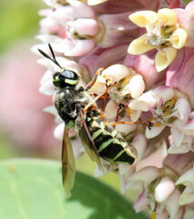 Stratiomys badia
