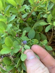 Vaccinium cespitosum