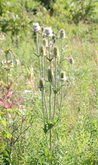 Dipsacus laciniatus