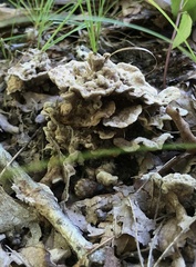 Thelephora terrestris