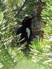 Sphyrapicus thyroideus