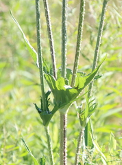 Dipsacus laciniatus