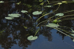 Nuphar polysepala