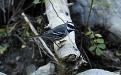 Setophaga nigrescens