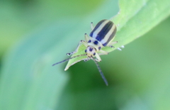 Trirhabda canadensis