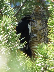 Sphyrapicus thyroideus