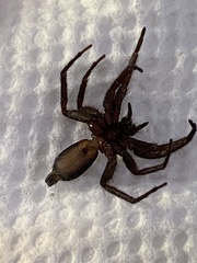 Herpyllus ecclesiasticus