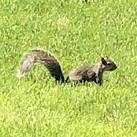 Sciurus carolinensis