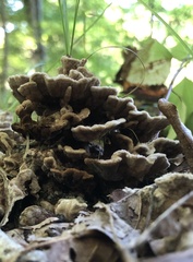 Thelephora terrestris