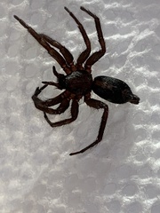 Herpyllus ecclesiasticus