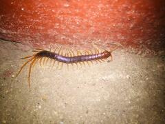 Scolopendridae