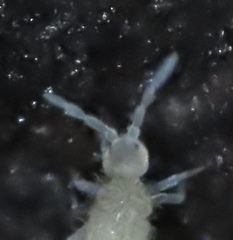 Entomobryomorpha