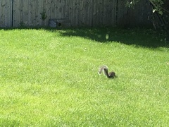 Sciurus carolinensis