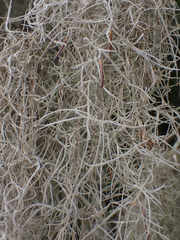 Tillandsia usneoides