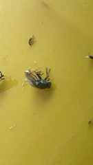 Chrysomya megacephala