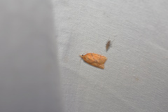 Sparganothis sulfureana