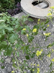 Rhamphospermum nigrum