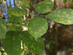 Fraxinus caroliniana