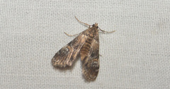 Elophila obliteralis