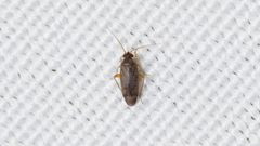 Phoenicocoris
