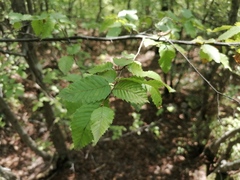 Betulaceae