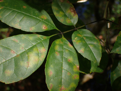Fraxinus caroliniana
