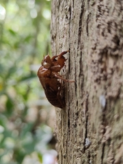 Amphipsalta