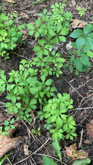 Sanicula canadensis