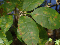 Fraxinus caroliniana