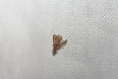 Trypetoptera canadensis