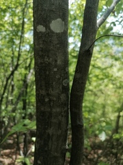 Betulaceae