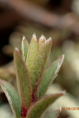 Pimelea suteri