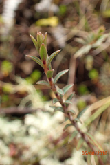 Pimelea suteri