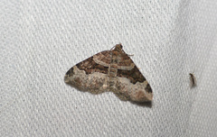 Xanthorhoe ferrugata