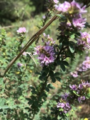 Lespedeza violacea