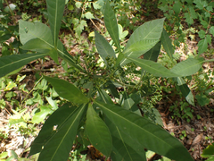 Psychotria tenuifolia