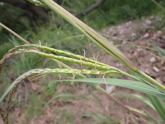 Tripsacum lanceolatum