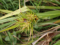 Carex lupulina