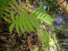 Pelazoneuron kunthii