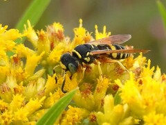 Philanthus ventilabris