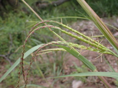Tripsacum lanceolatum