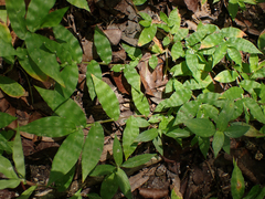 Oplismenus hirtellus