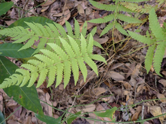 Pelazoneuron kunthii